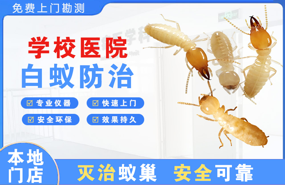 德清学校医院白蚁防治